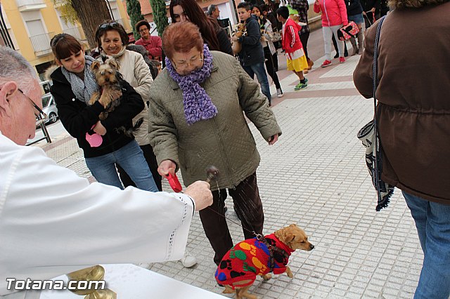 Bendicin animales San Antn 2017 - 70