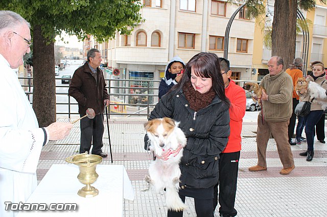 Bendicin animales San Antn 2017 - 83