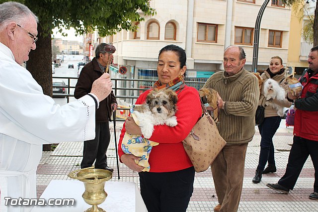 Bendicin animales San Antn 2017 - 85