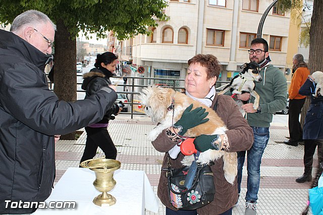 Bendicin animales San Antn 2017 - 91