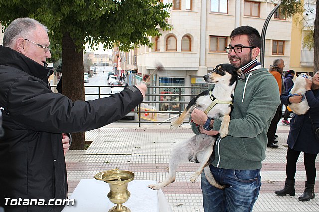 Bendicin animales San Antn 2017 - 92