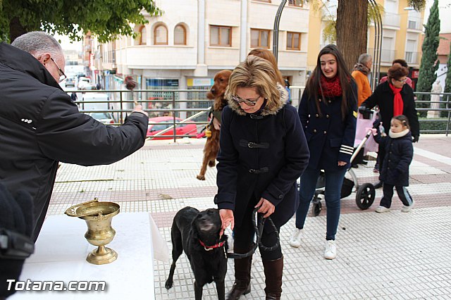 Bendicin animales San Antn 2017 - 98