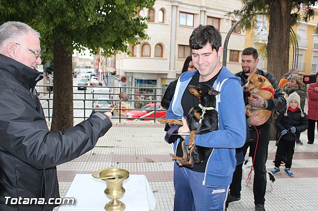 Bendicin animales San Antn 2017 - 109