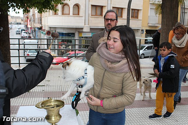Bendicin animales San Antn 2017 - 121