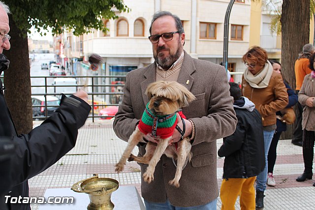 Bendicin animales San Antn 2017 - 122