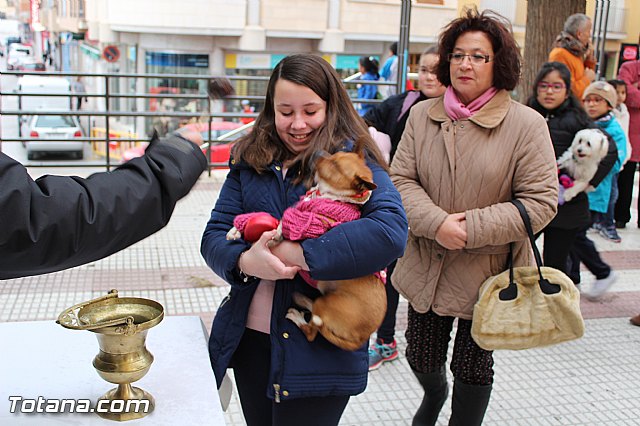 Bendicin animales San Antn 2017 - 124