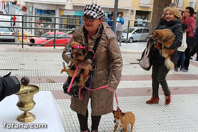 Bendicin animales San Antn 2017 - 127