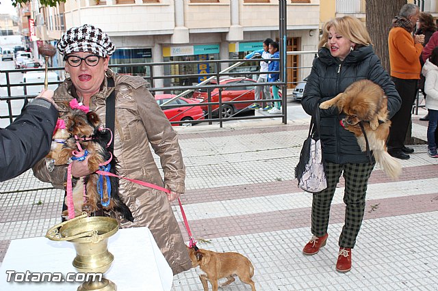 Bendicin animales San Antn 2017 - 128