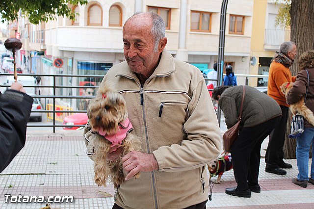 Bendicin animales San Antn 2017 - 141