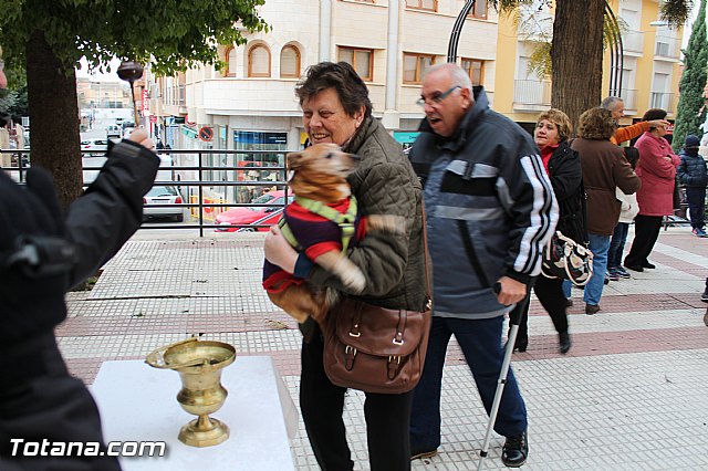 Bendicin animales San Antn 2017 - 142