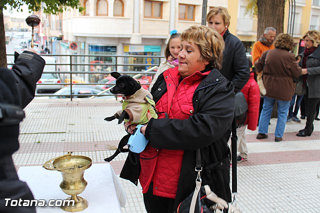 Bendicin animales San Antn 2017 - 143