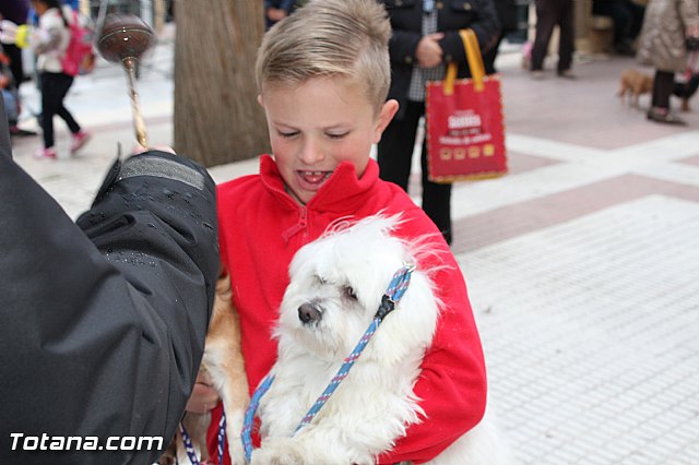 Bendicin animales San Antn 2017 - 158