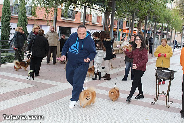 Bendicin animales San Antn 2017 - 159