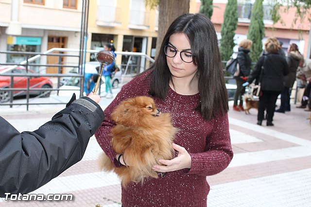 Bendicin animales San Antn 2017 - 160