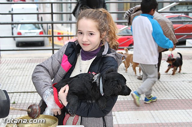 Bendicin animales San Antn 2017 - 167