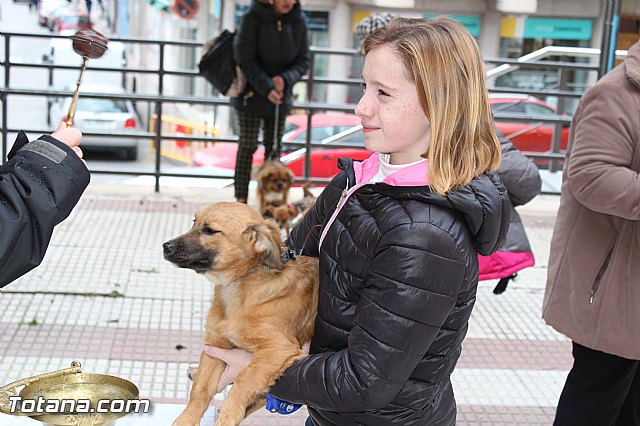 Bendicin animales San Antn 2017 - 168