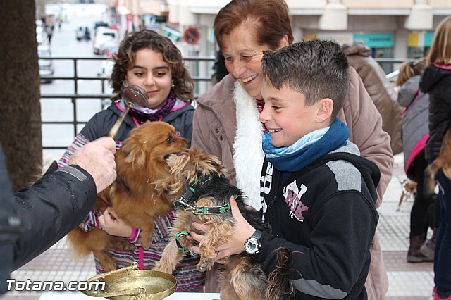 Bendicin animales San Antn 2017 - 170
