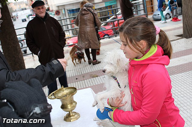 Bendicin animales San Antn 2017 - 177
