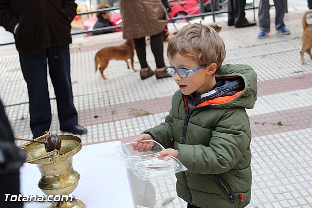 Bendicin animales San Antn 2017 - 178