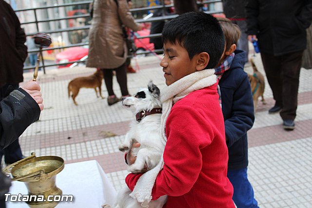 Bendicin animales San Antn 2017 - 179