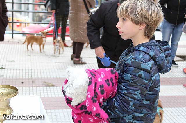 Bendicin animales San Antn 2017 - 181