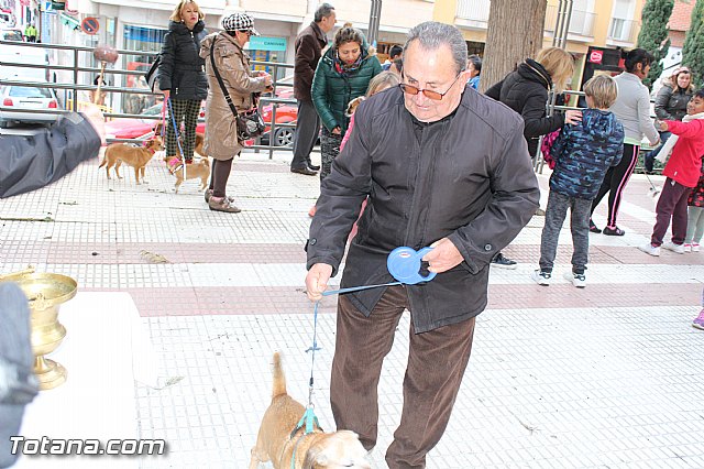 Bendicin animales San Antn 2017 - 182