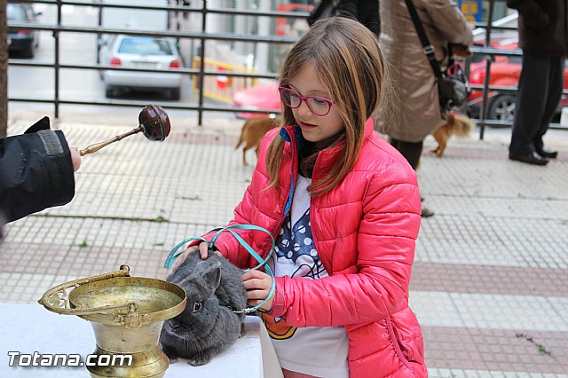 Bendicin animales San Antn 2017 - 184