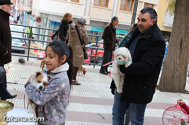 Bendicin animales San Antn 2017 - 185