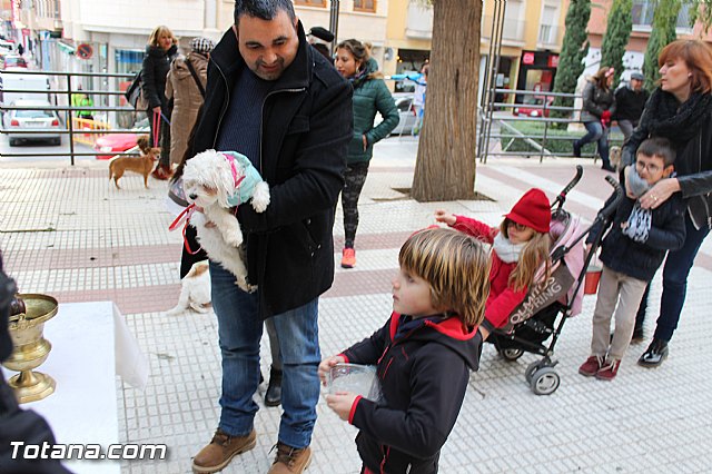 Bendicin animales San Antn 2017 - 186