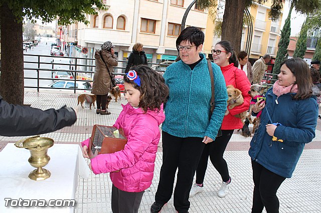 Bendicin animales San Antn 2017 - 196