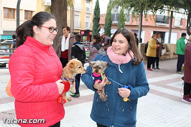 Bendicin animales San Antn 2017 - 198
