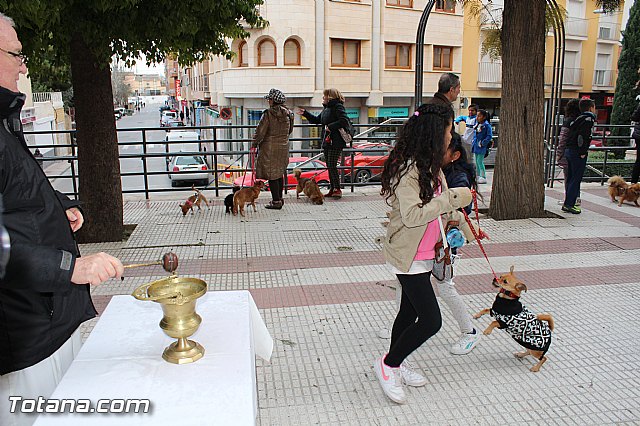 Bendicin animales San Antn 2017 - 201
