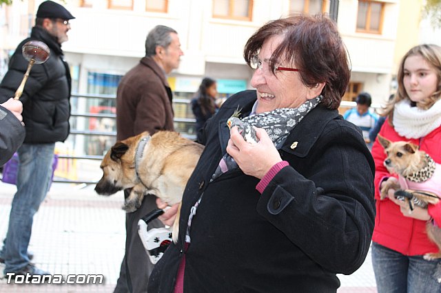 Bendicin animales San Antn 2017 - 205