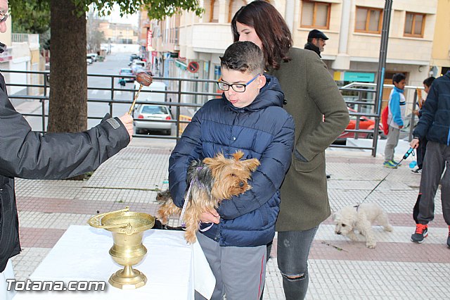 Bendicin animales San Antn 2017 - 207