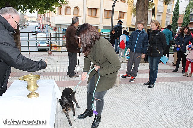 Bendicin animales San Antn 2017 - 208