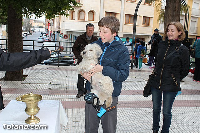 Bendicin animales San Antn 2017 - 209