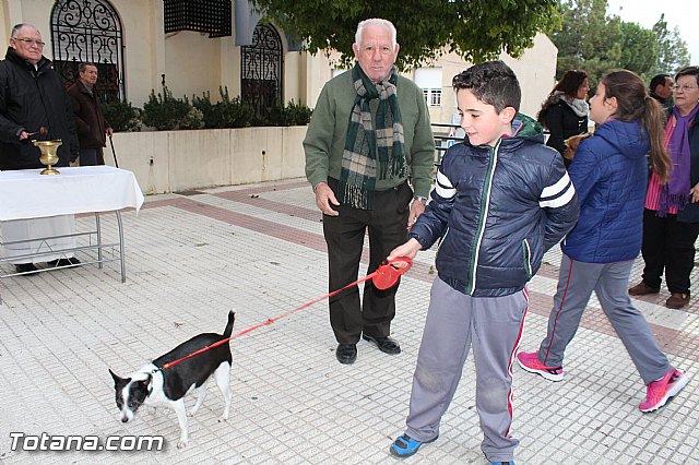 Bendicin animales San Antn 2017 - 218