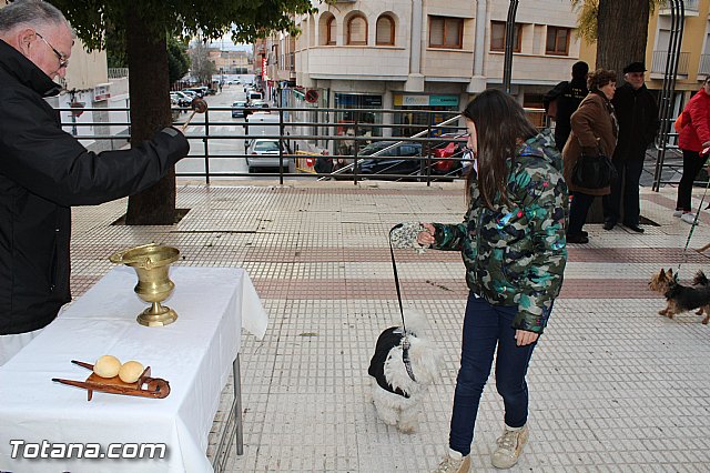 Bendicin animales San Antn 2017 - 223