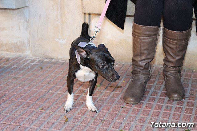 Bendicin animales San Antn 2018 - 2