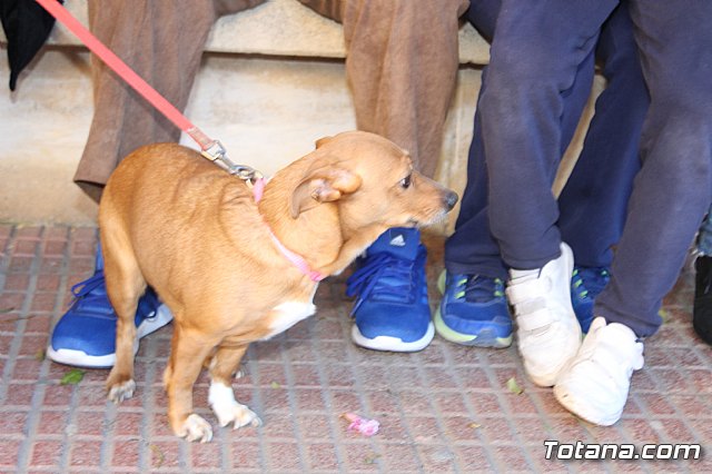 Bendicin animales San Antn 2018 - 3