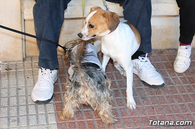 Bendicin animales San Antn 2018 - 6