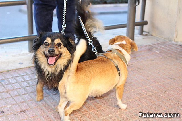 Bendicin animales San Antn 2018 - 27