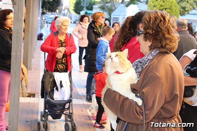 Bendicin animales San Antn 2018 - 47