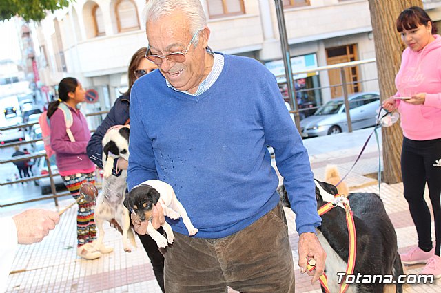 Bendicin animales San Antn 2018 - 186