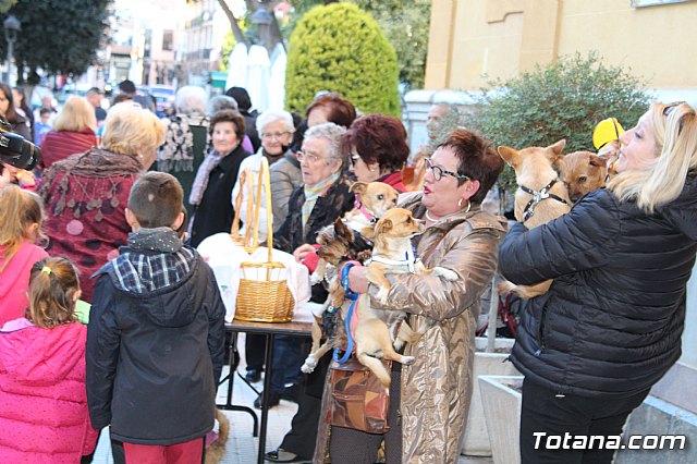 Bendicin animales San Antn 2018 - 267