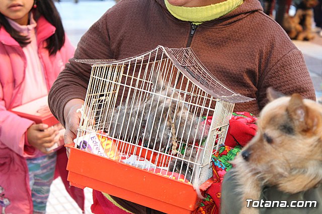 Bendicin animales San Antn 2018 - 288