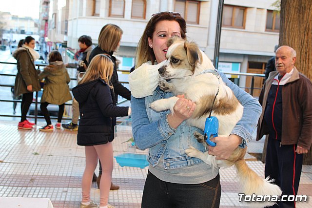 Bendicin animales San Antn 2018 - 314