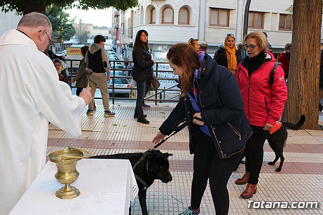 Bendicin animales San Antn 2018 - 328