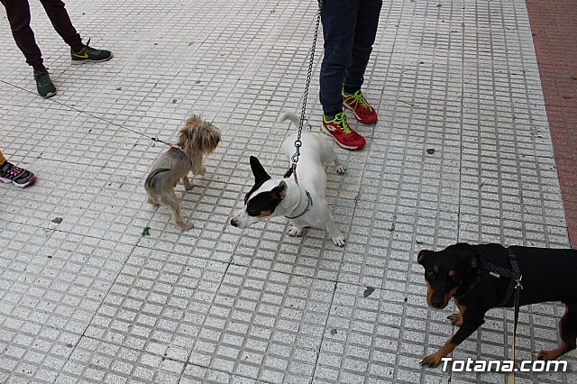 Bendicin de animales San Antn Totana 2019 - 3