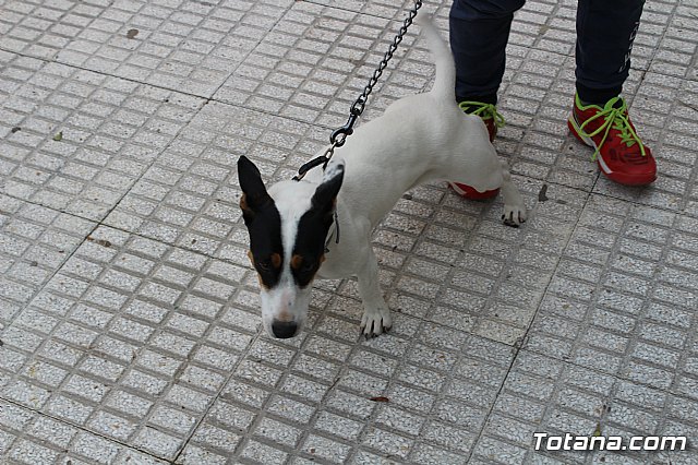 Bendicin de animales San Antn Totana 2019 - 4